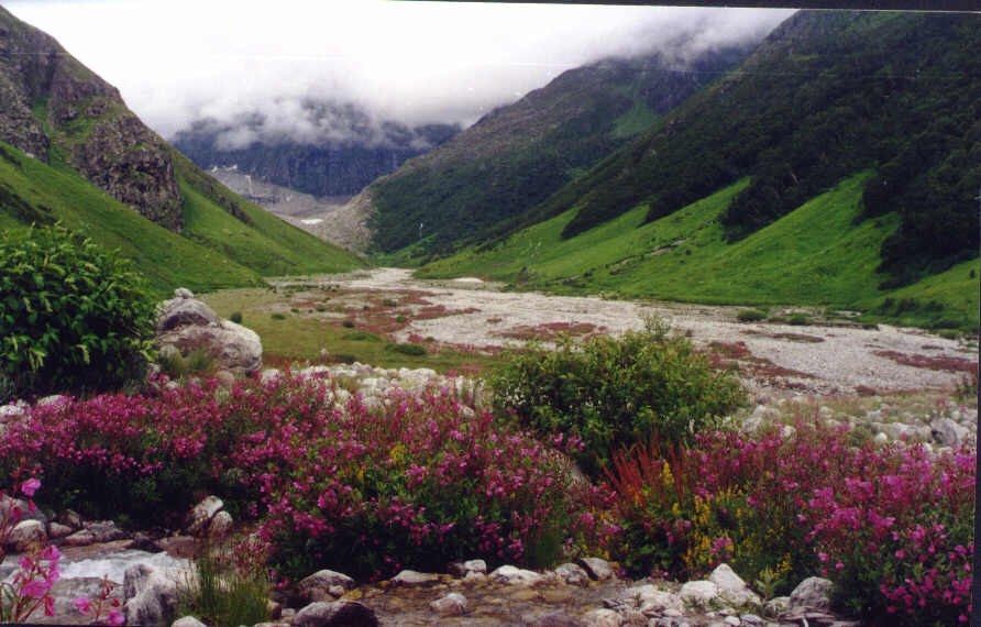Valley Of Flowers National Park, Uttranchal Pradesh, India; Actual size=150 pixels wide